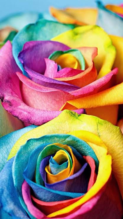 rose005