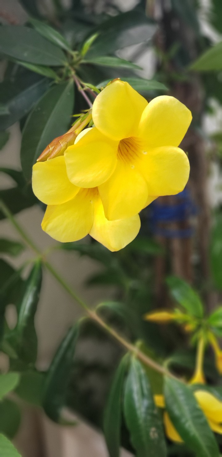 Flor Alamanda