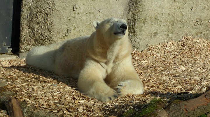 Tierpark Hellabrunn 2014