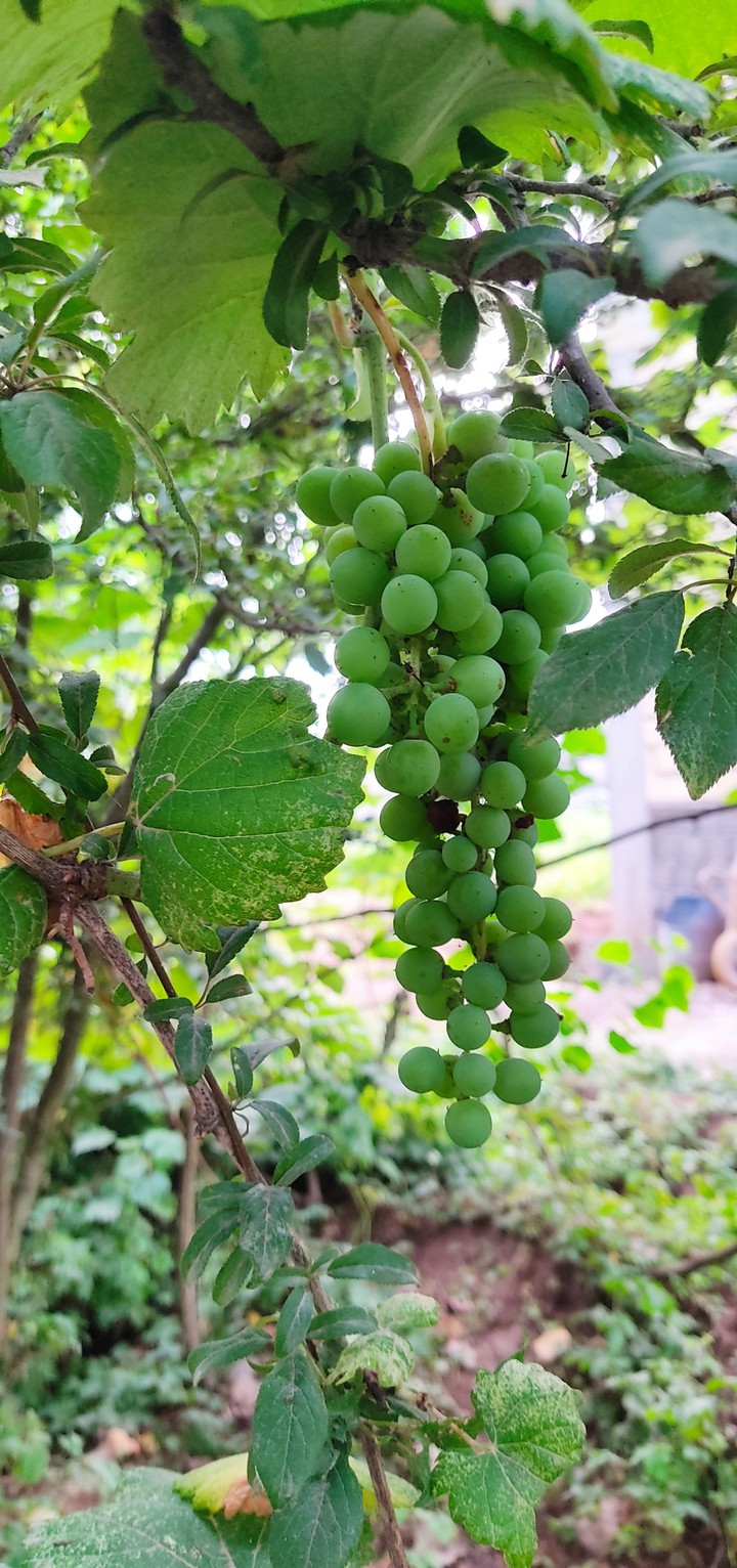 grapes