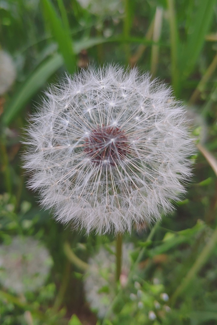 dandelion