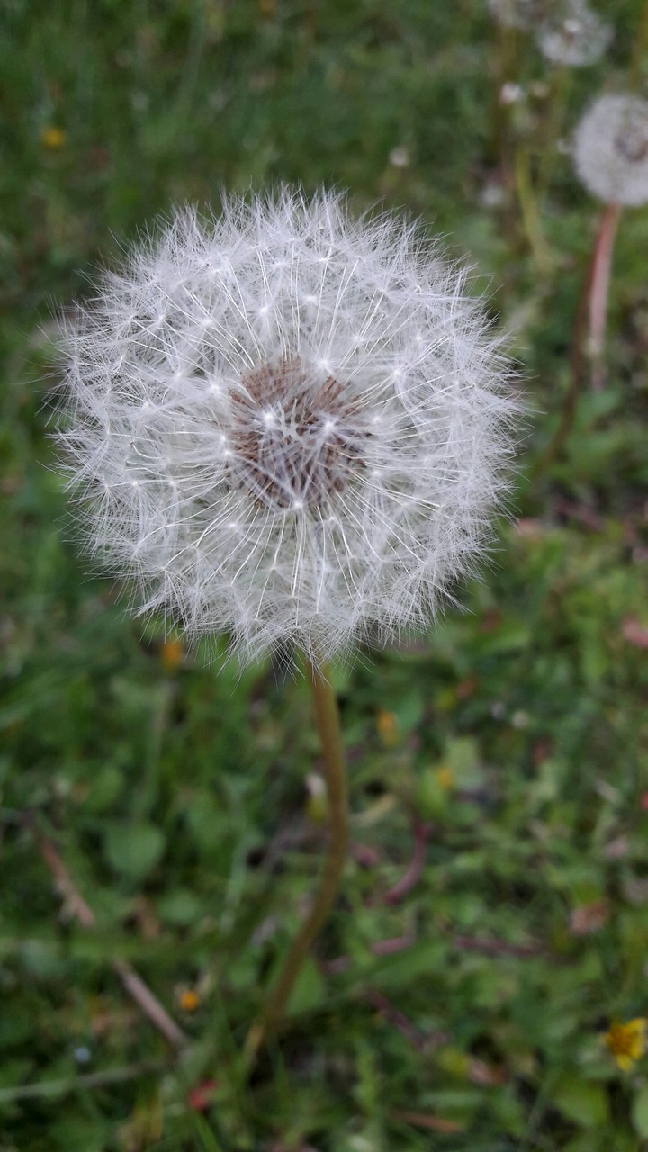 spring