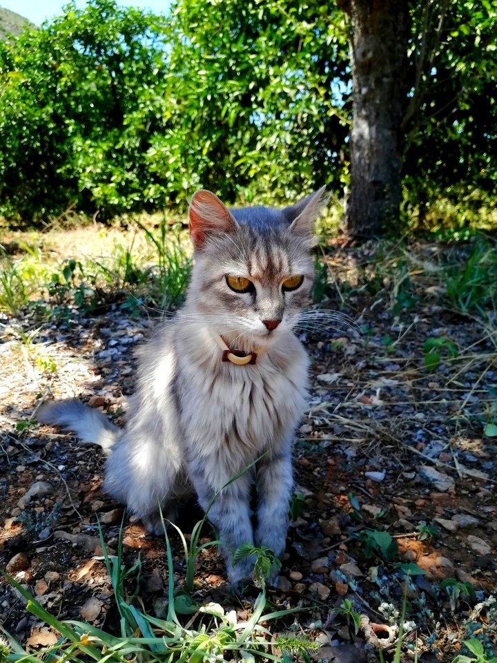 #Lluna