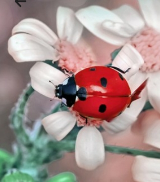 bug