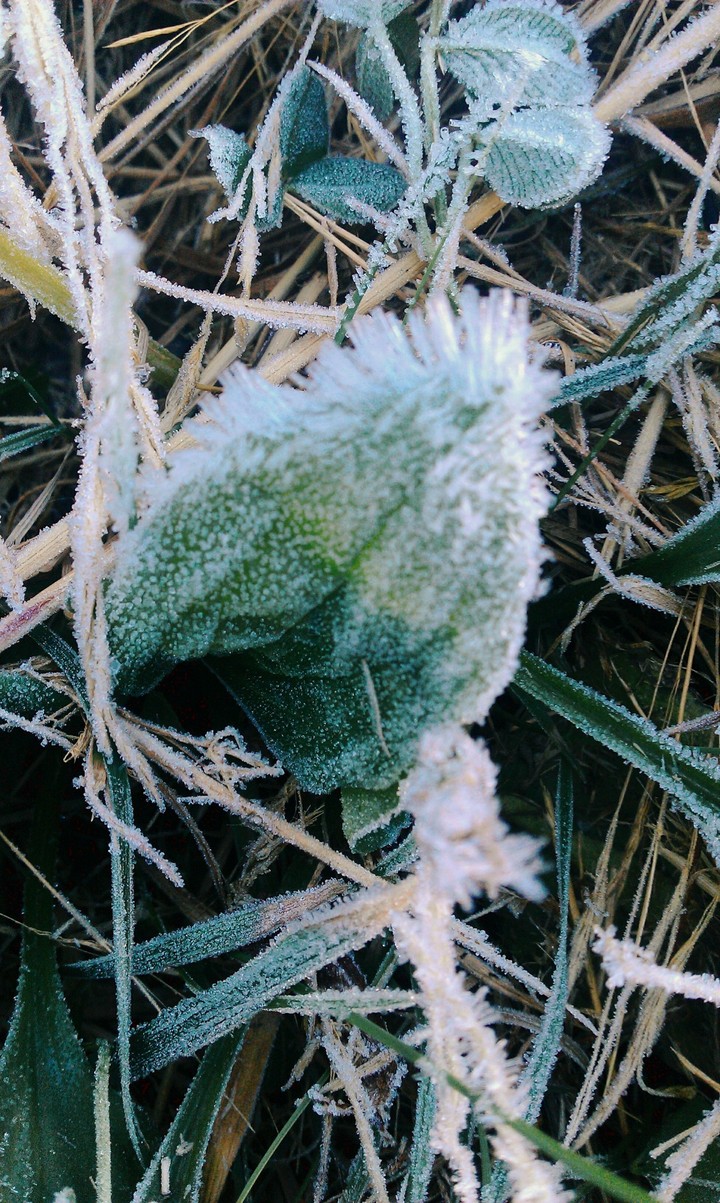 the leaves were jellyed.