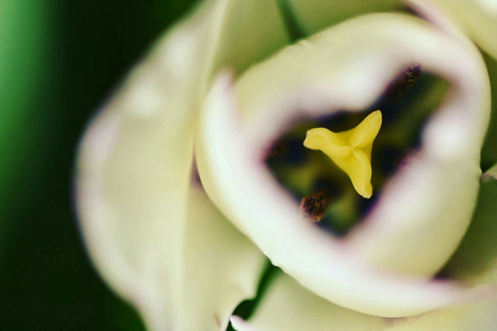 Tulpe