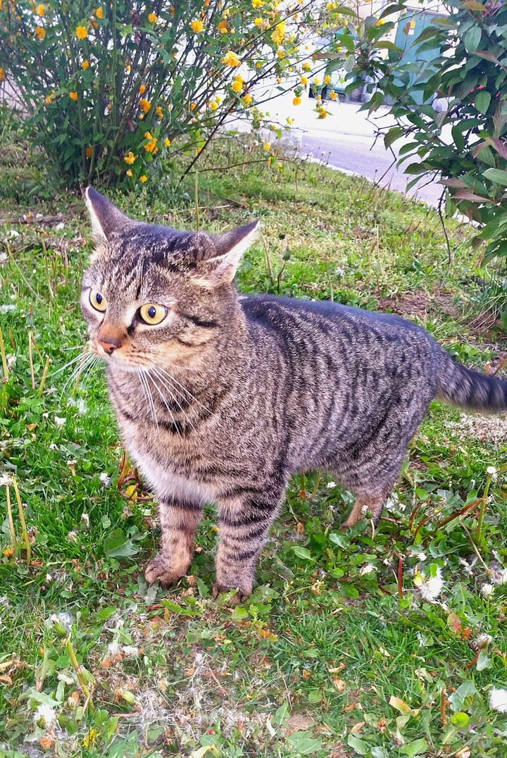 curious cat