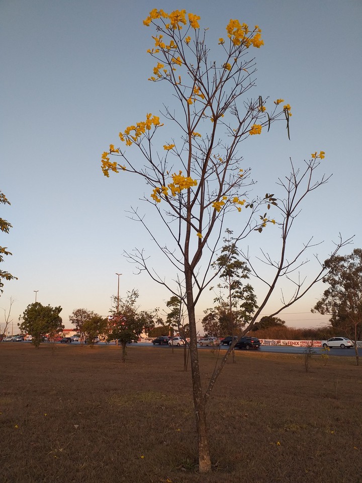 ipê amarelo do cerrado.