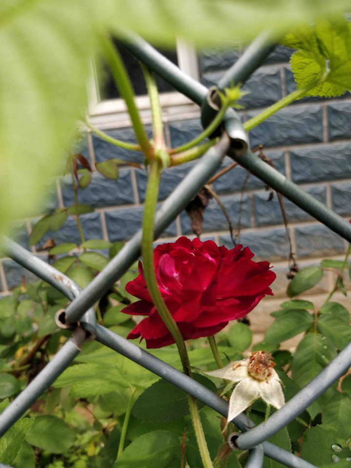 unknown rose
