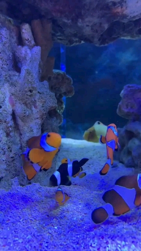 Acuario/Piscis ?????