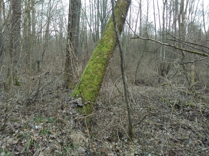 arbre