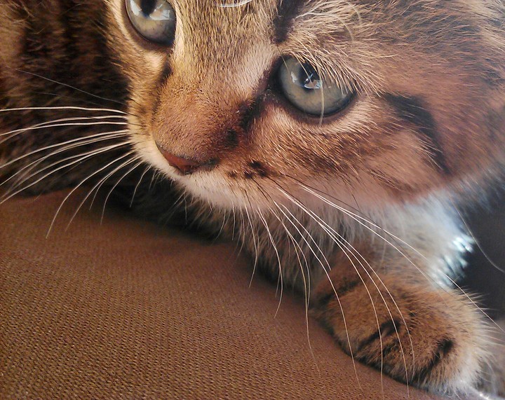 cute cat