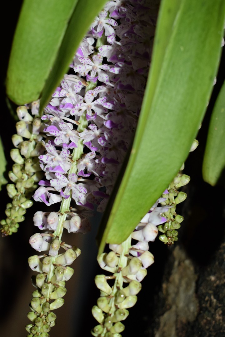 Special Flower of Assam