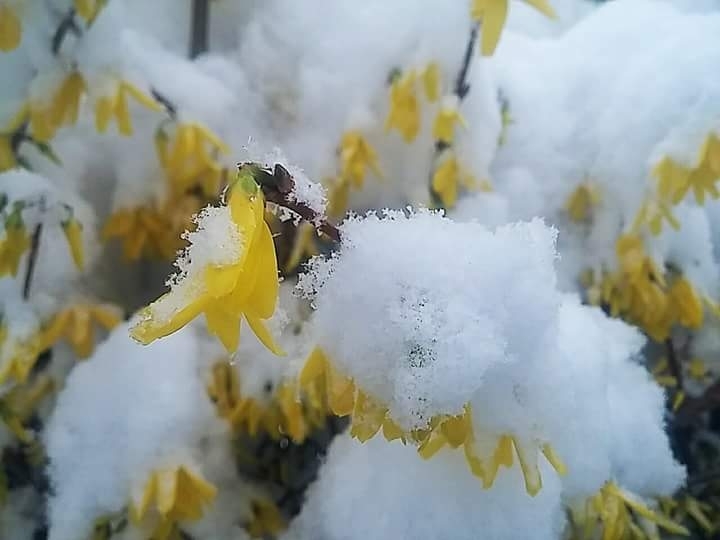 spring flowers