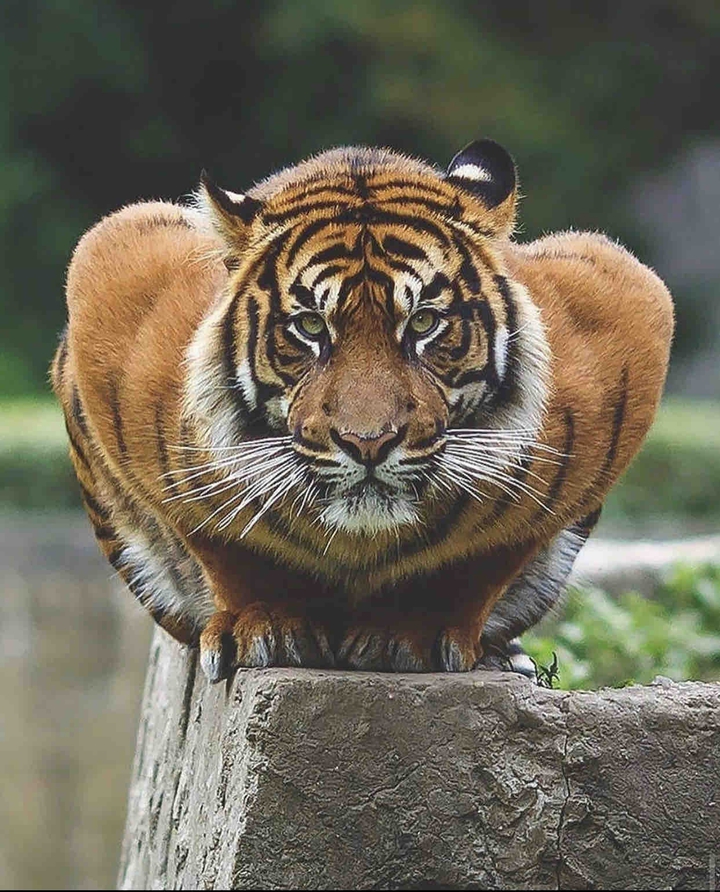 ???