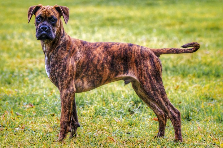 Ares