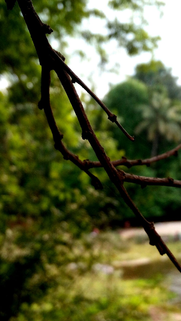 forest