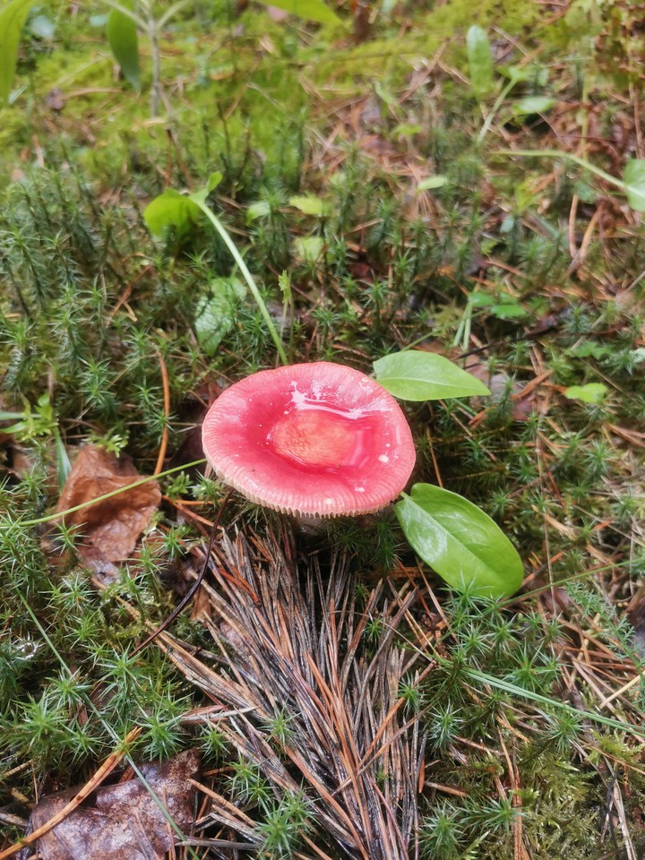 In a forest