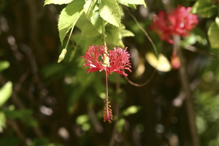 Plant