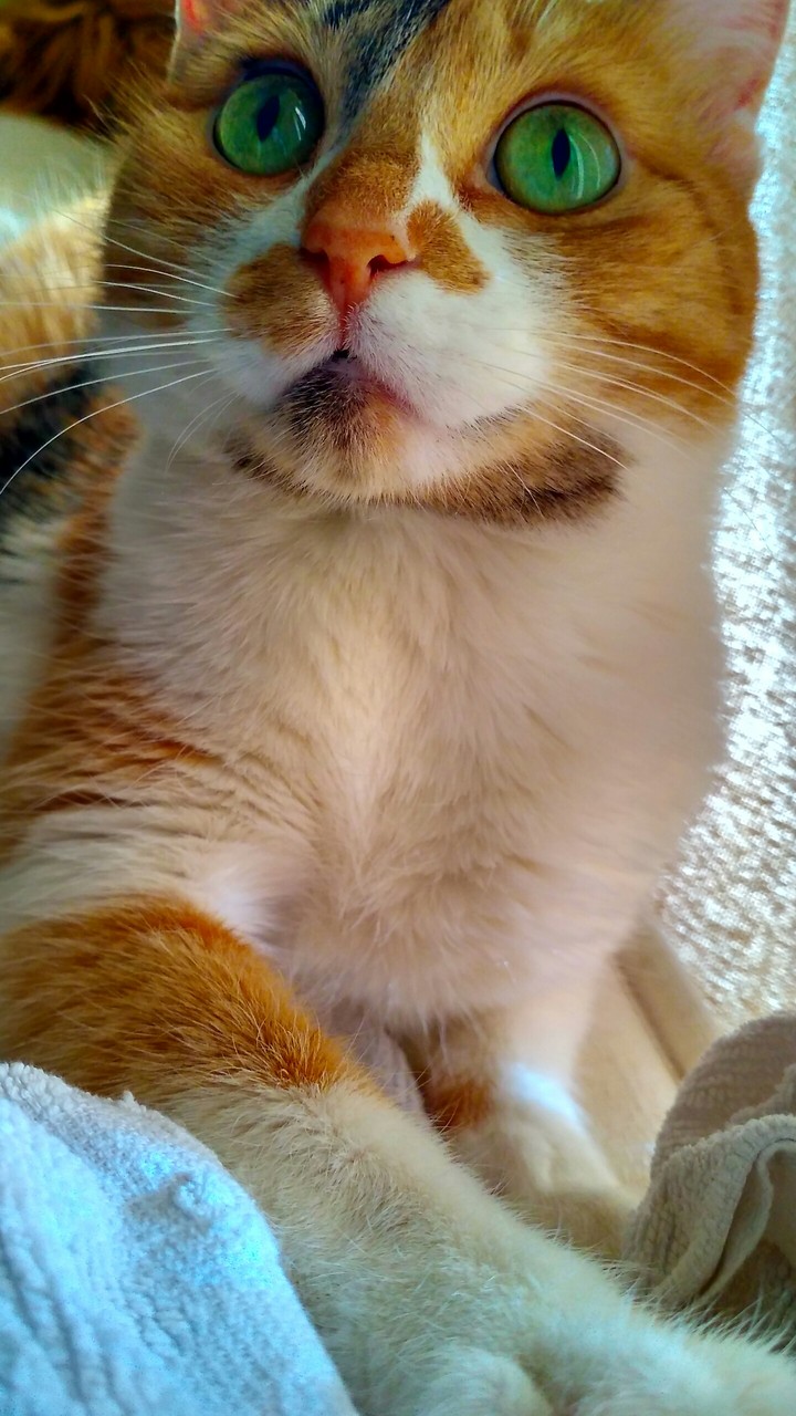 my cat