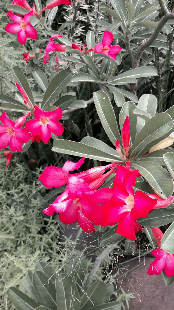 give your girl a flower she will love it !