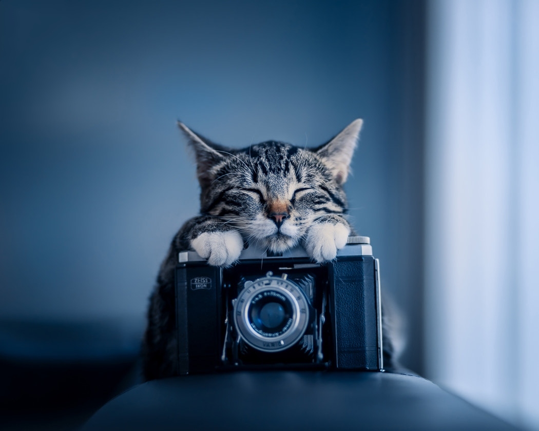 kitten☺???
