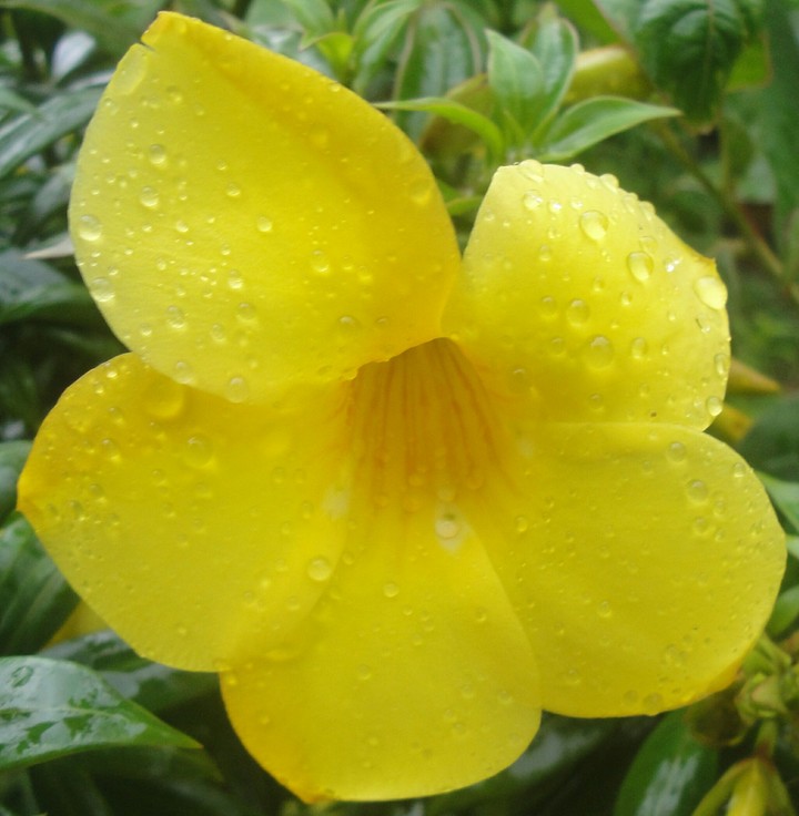 A Flower