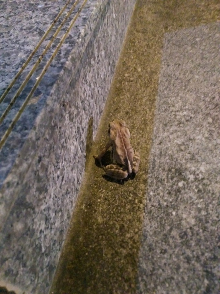 frog
