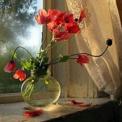 Window Beauty❤