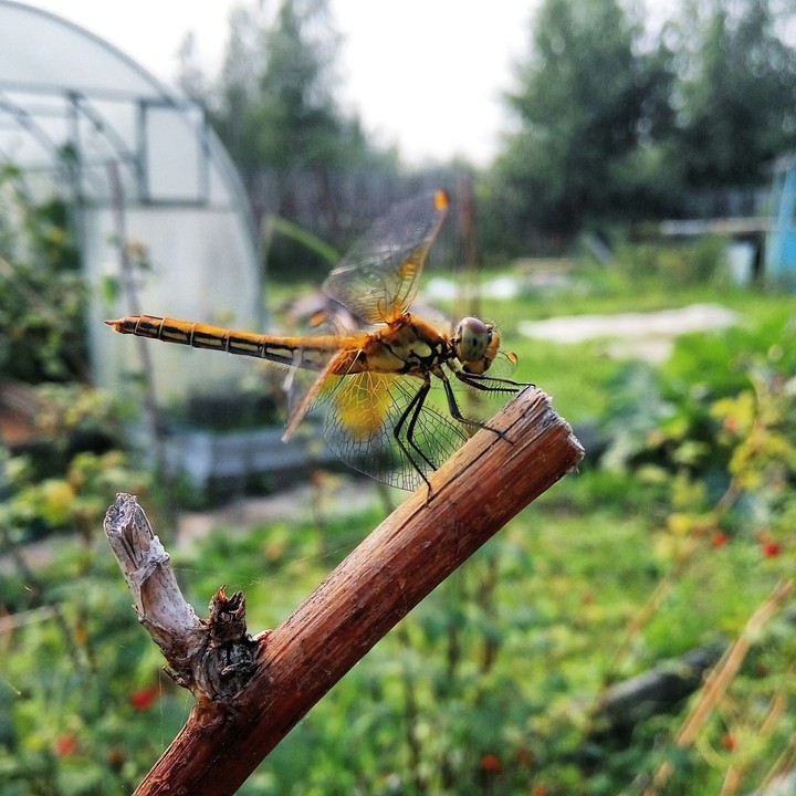 Dragonfly