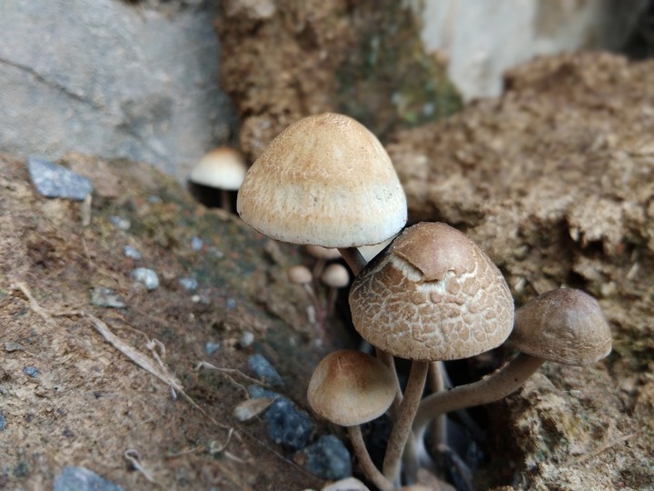 Mushrooms