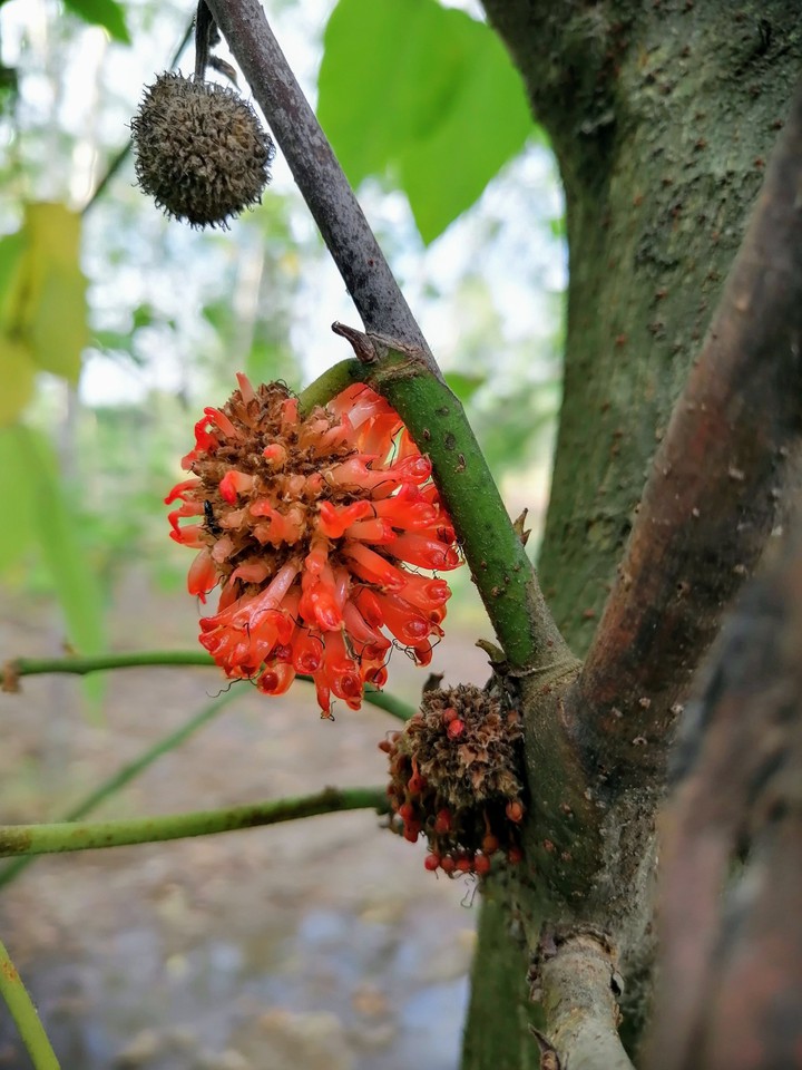 fruit