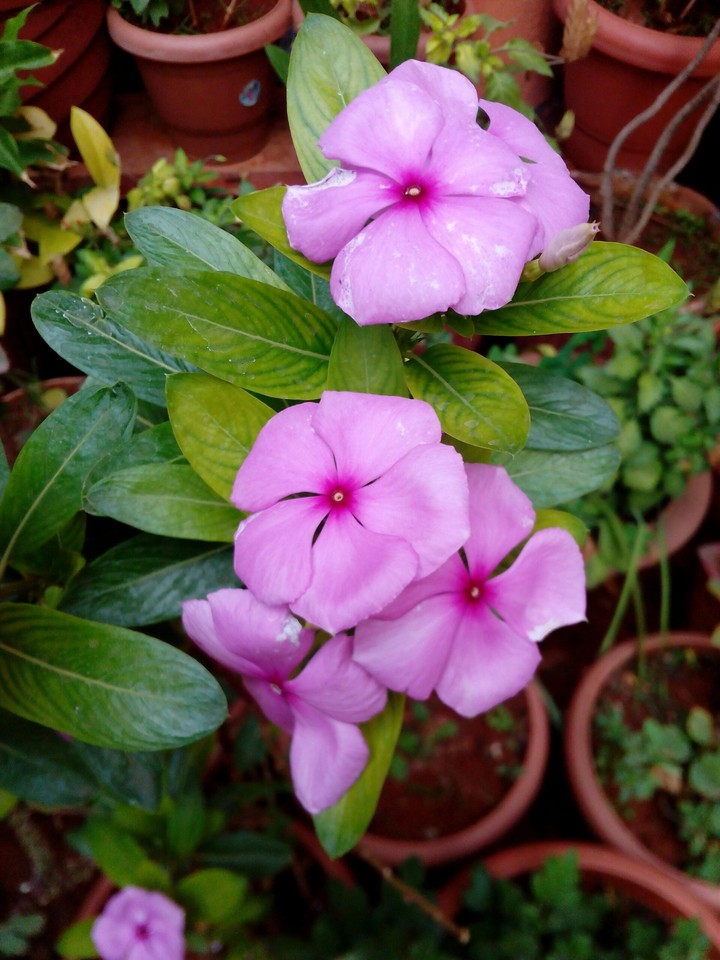 pink flower