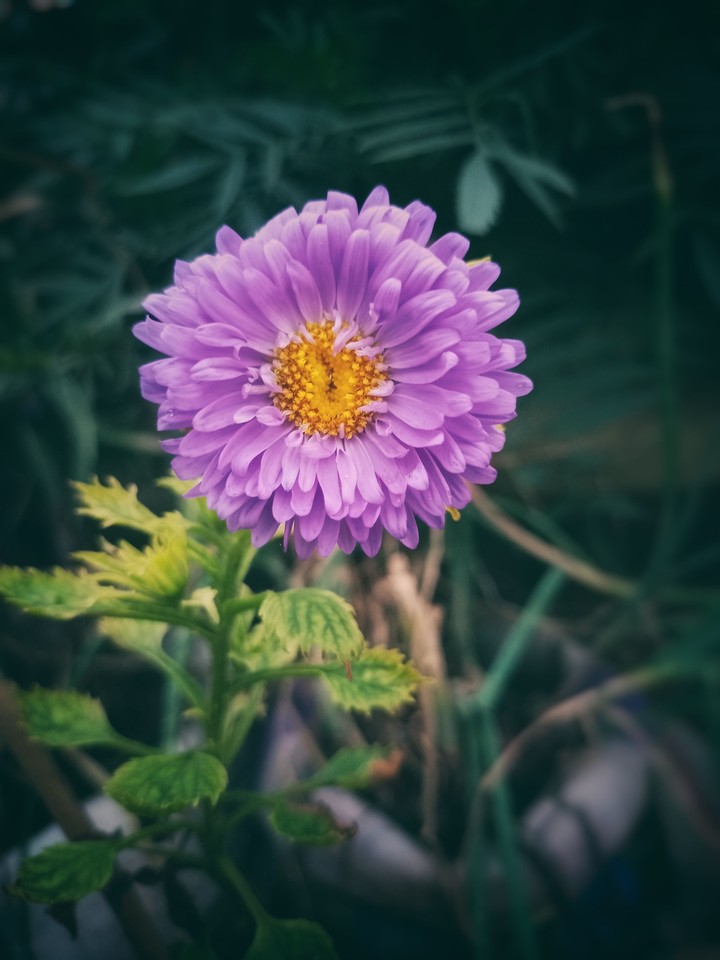 flower