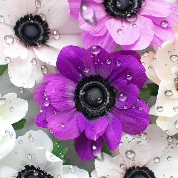 anemone