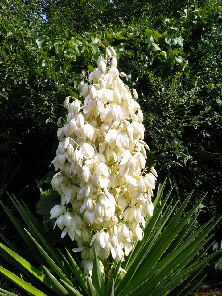Beautiful Bell Flowers