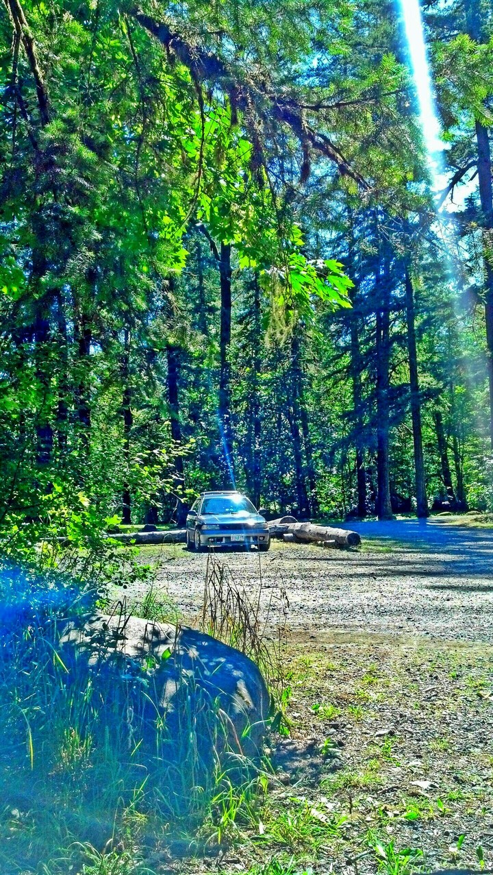 Car in woods
