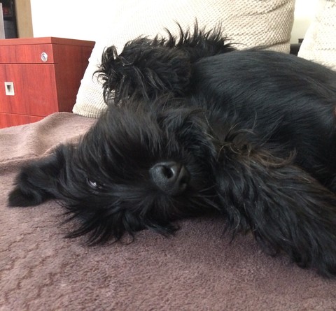 Black schnauzer