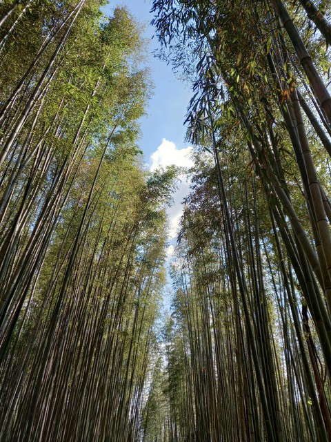 BAMBOO