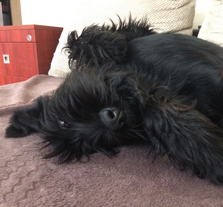 Black schnauzer