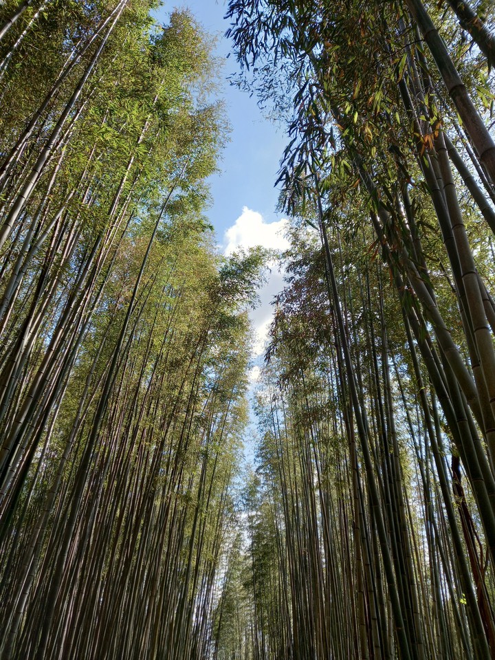BAMBOO
