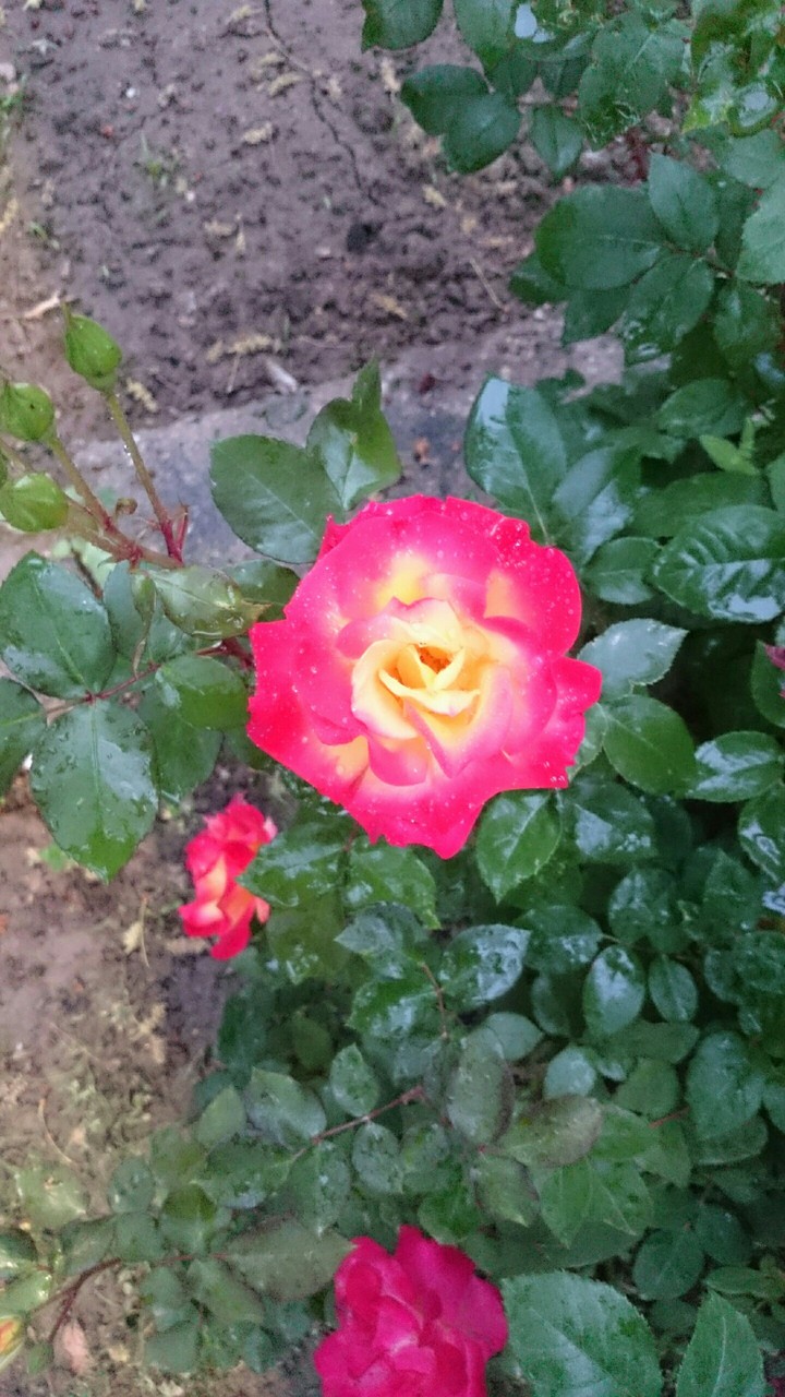 Rose flower