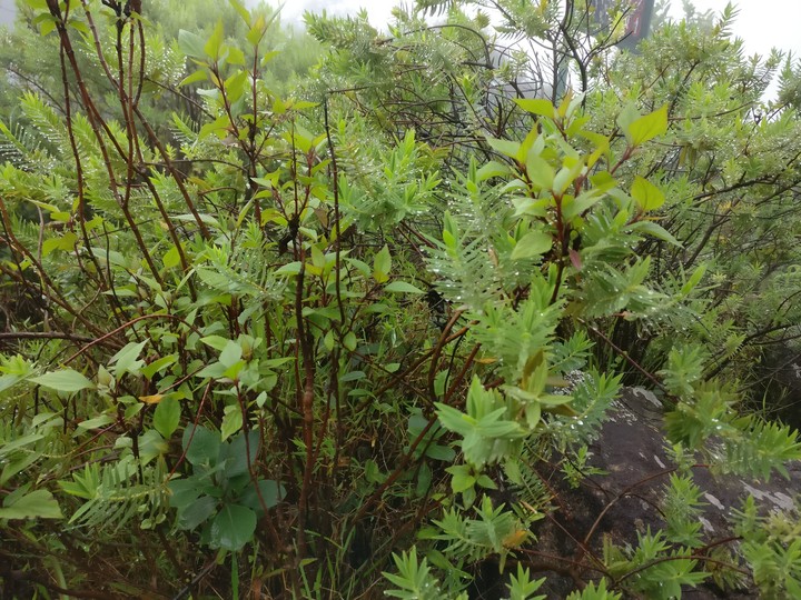 plants