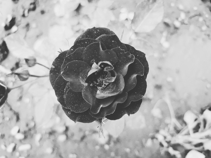 black flower