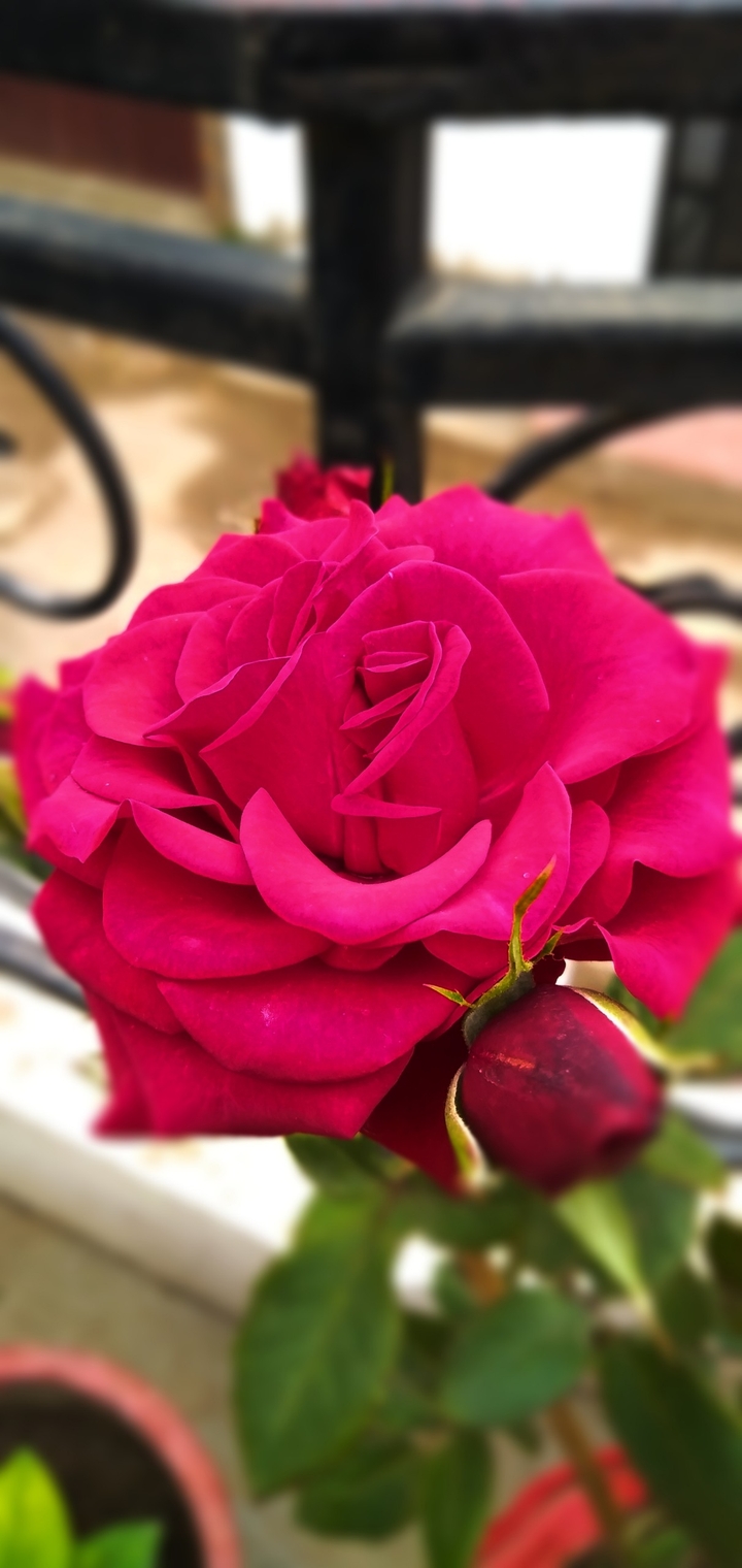rose