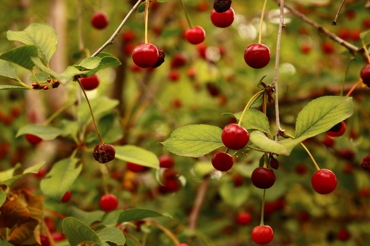 Sour cherries.