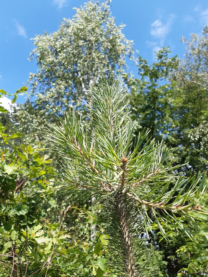 GreenSummer