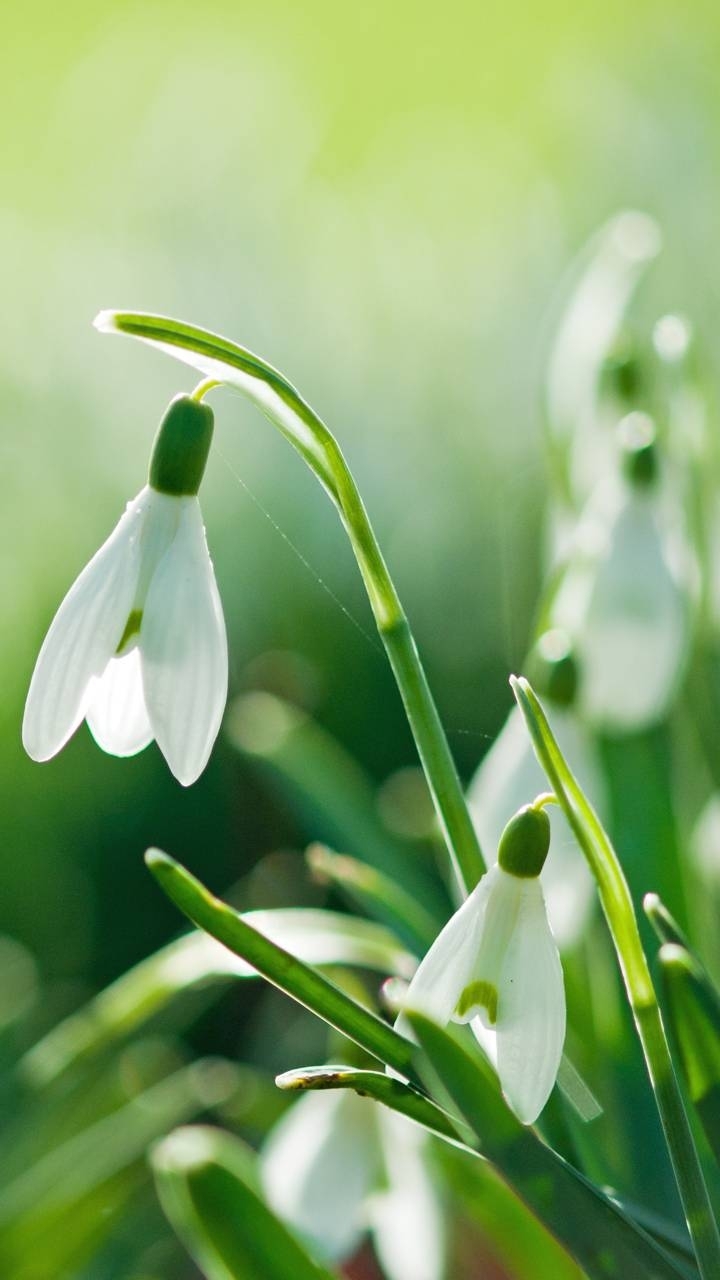 Snowdrop