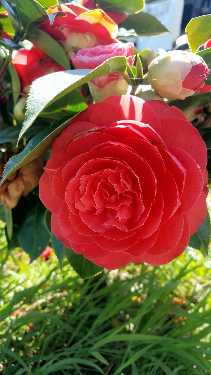 Flower