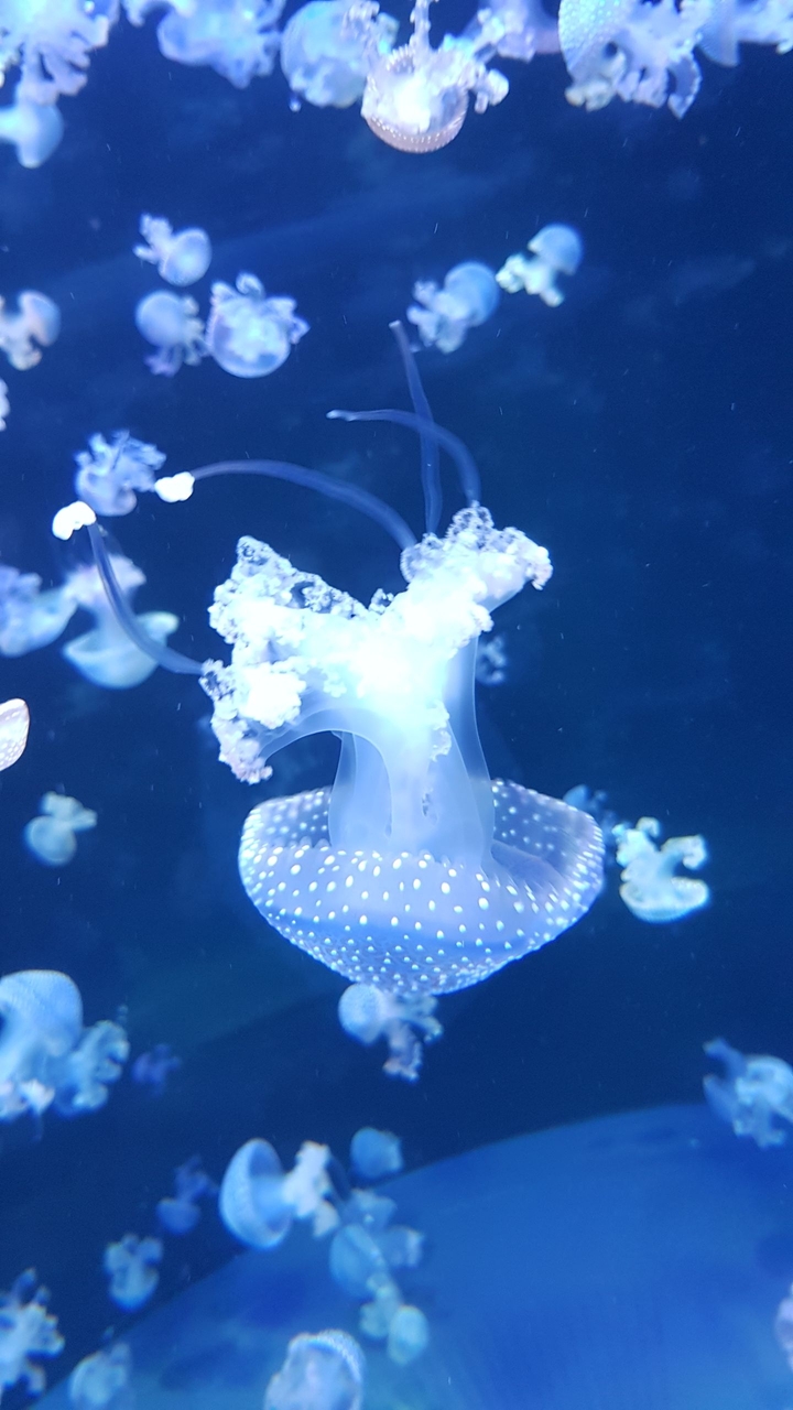 jellyfish